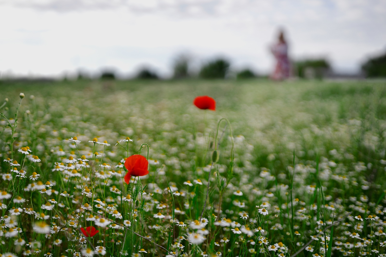 Field 03 1600px